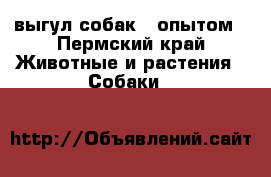 выгул собак c опытом - Пермский край Животные и растения » Собаки   